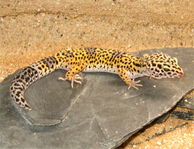 Photo d'un gecko jaune et noir posé sur une pierre en ardoise