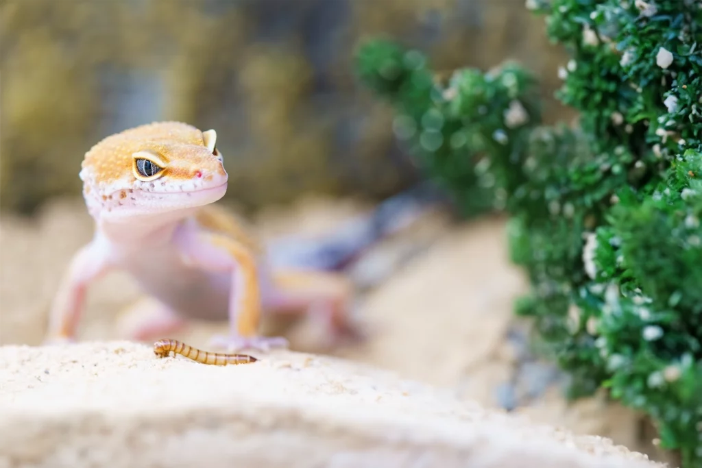 Photo d'un gecko jaune et blanc sur le sable