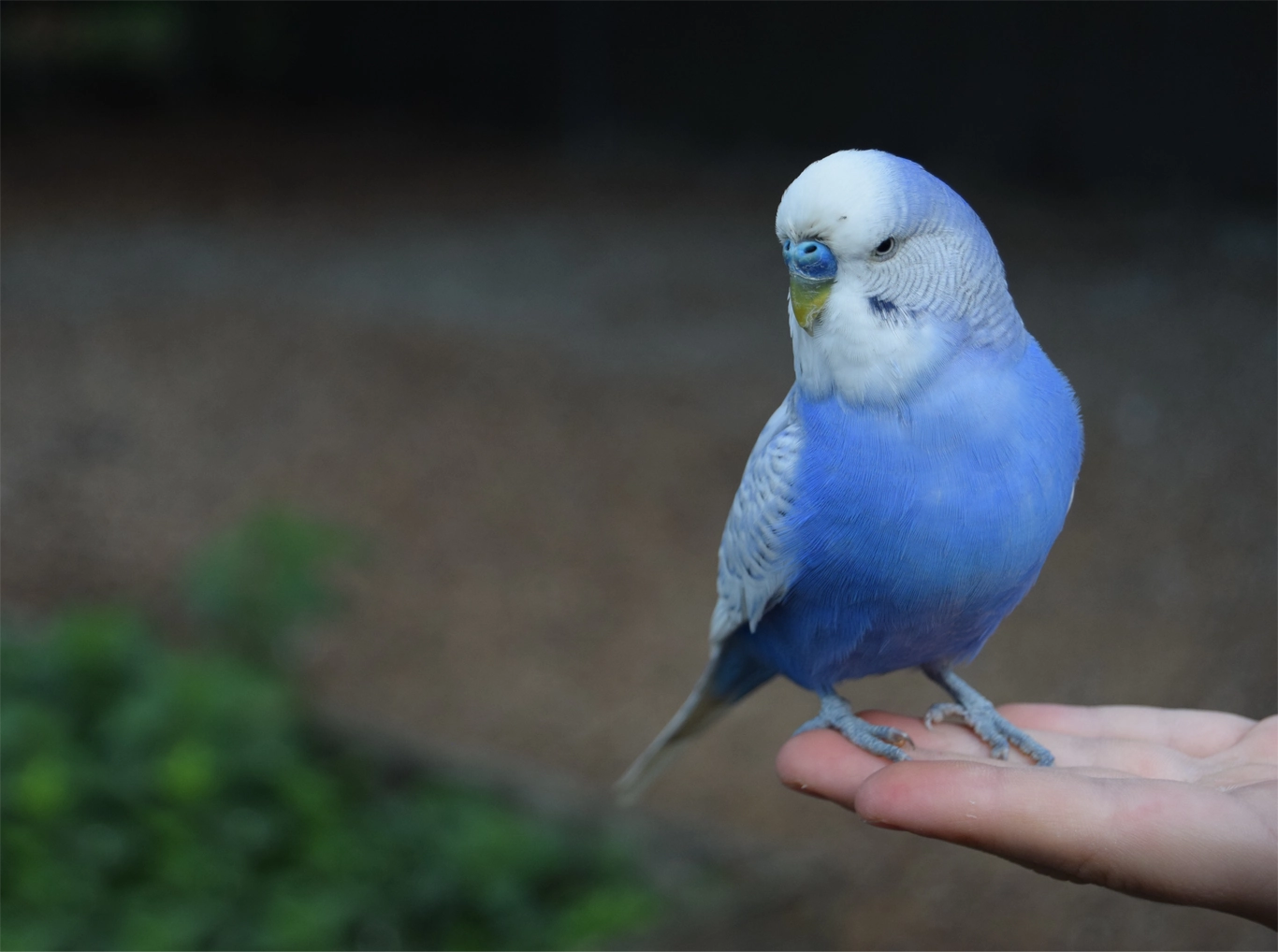 Photo d'une perruche ondulée posée sur une main humaine