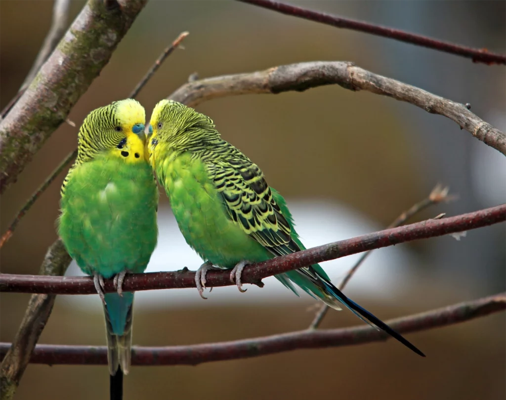 Photo de perruches ondulées qui se font des bisous