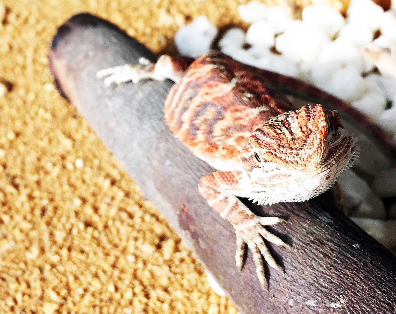 Photo d'un pogona brun et blanc posé sur une branche d'abre