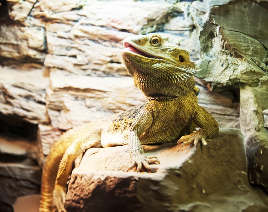 Photo d'un pogona vert et orange posé sur de la roche