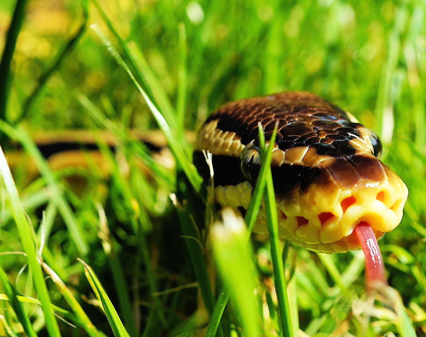 Photo d'un python dans l'herbe, qui tire la langue