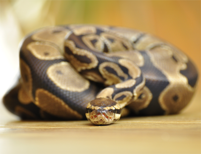 Photo d'un python noir et jaune posé sur un parquet en bois