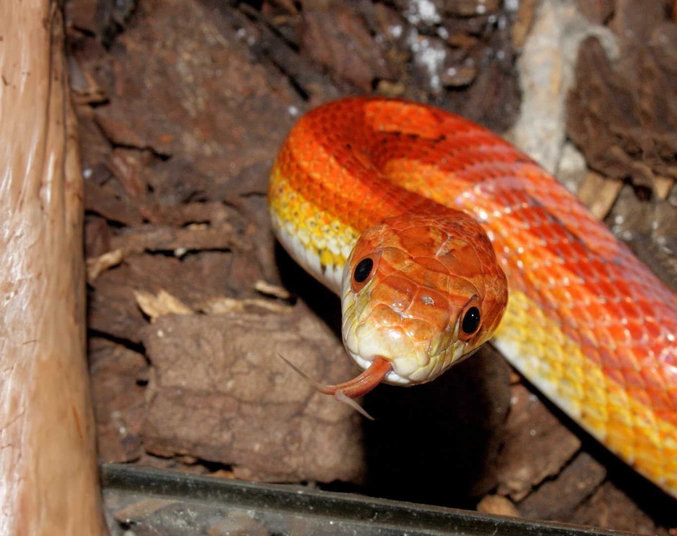 Photo d'un serpent des blés orange et jaune