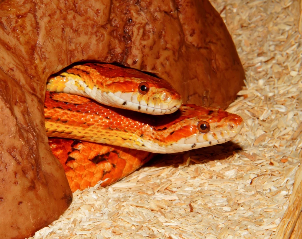 Photo d'un serpent des blés orange et jaune