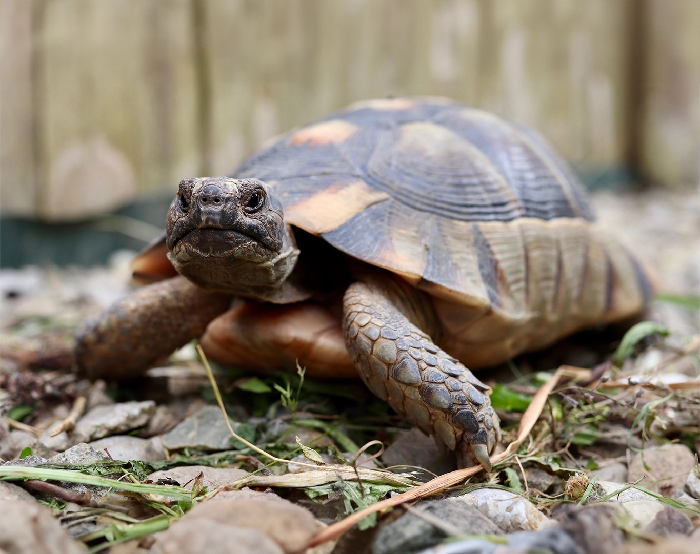 Photo d'une tortue grecque qui marche dans l'herbe verte