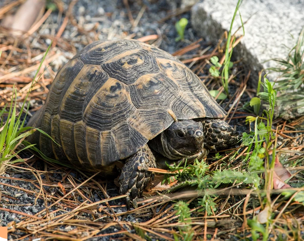 Photo d'une tortue grecque qui marche dans l'herbe verte