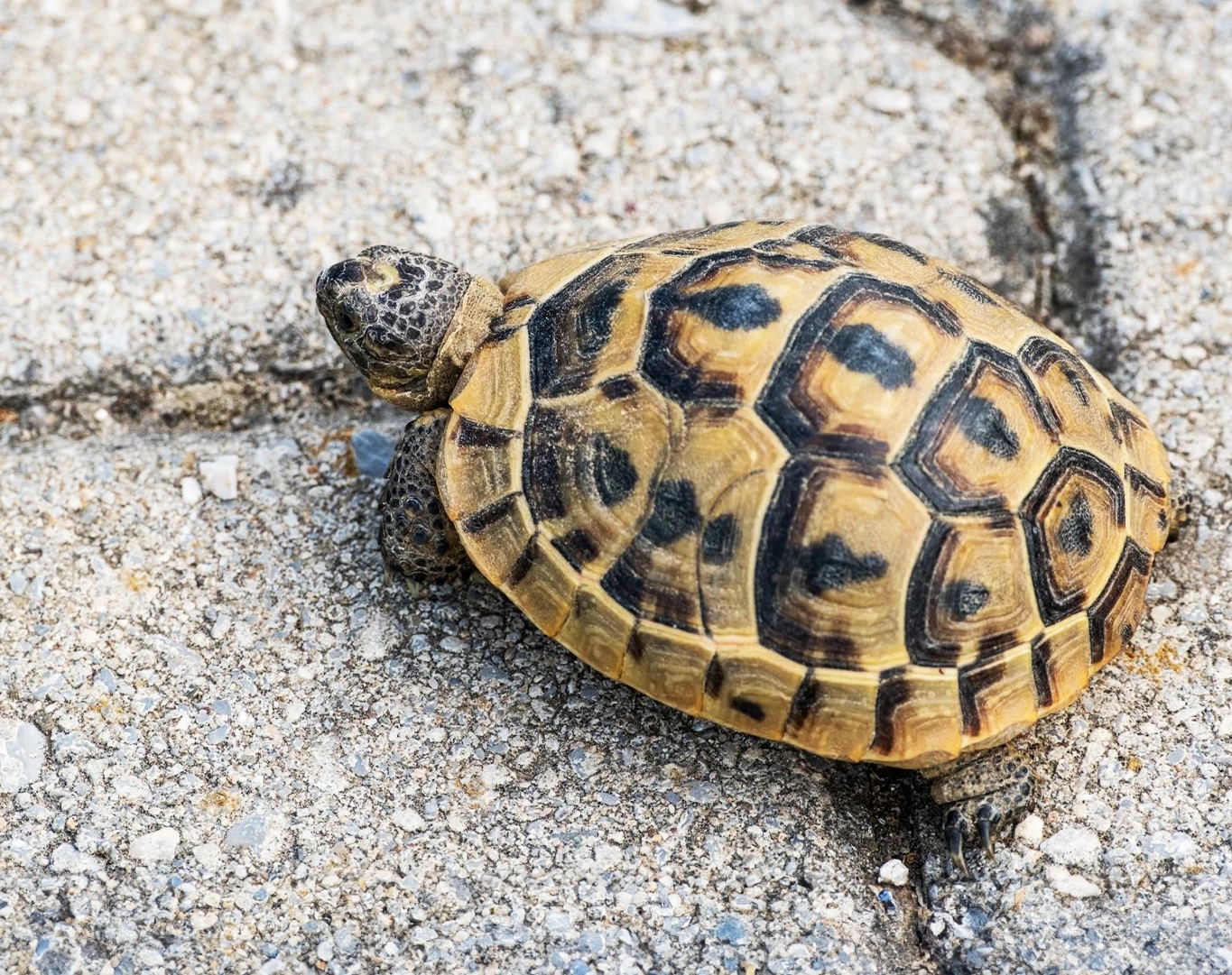 Photo d'une tortue d'Hermann qui marche sur de la roche