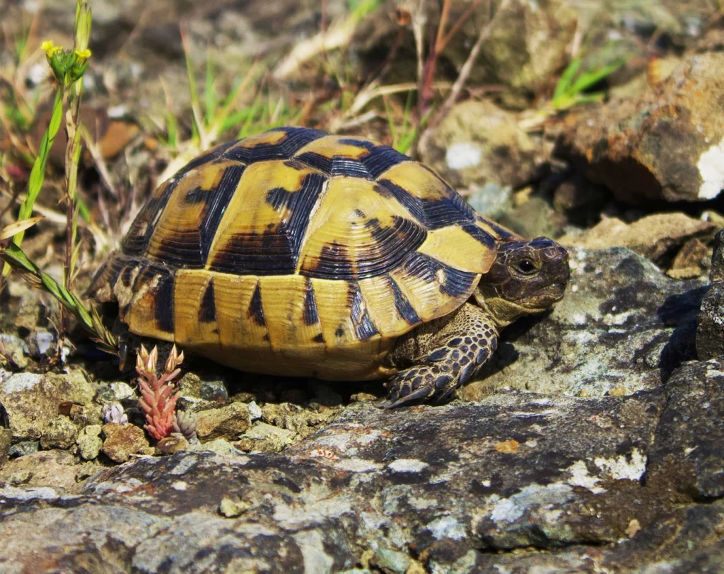 Photo d'une tortue d'Hermann qui marche sur de la roche