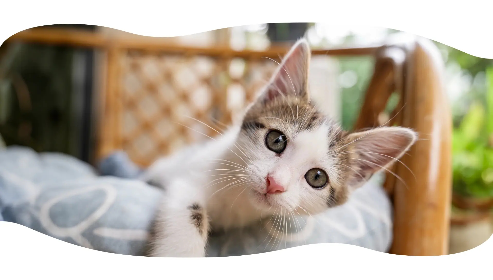 Photo d'un mignon petit chaton blanc qui penche la tête sur le côté, posé sur un coussin blanc