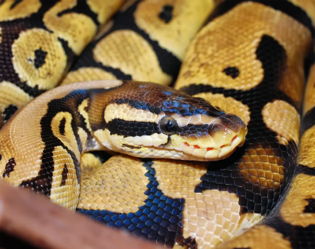 Photo d'un Python noir et jaune enroulé sur lui-même